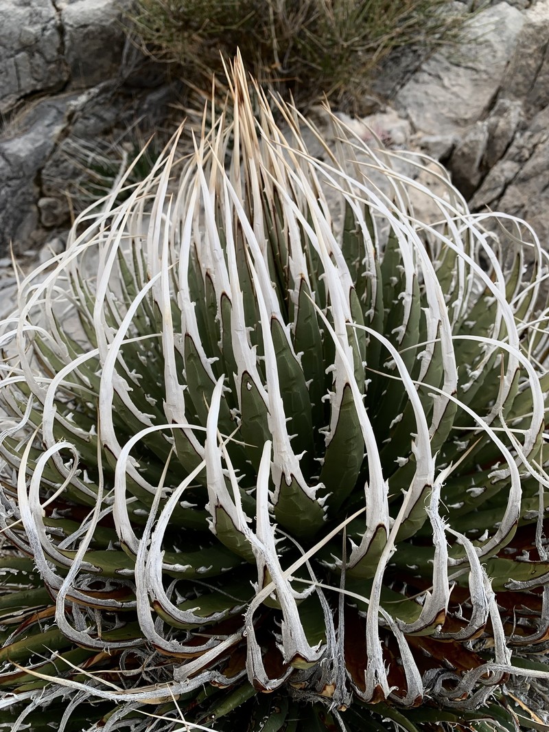Agave utahensis var. eborispina photo 8