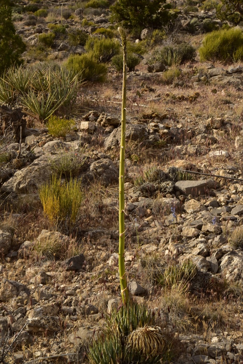 Agave utahensis var. nevadensis
