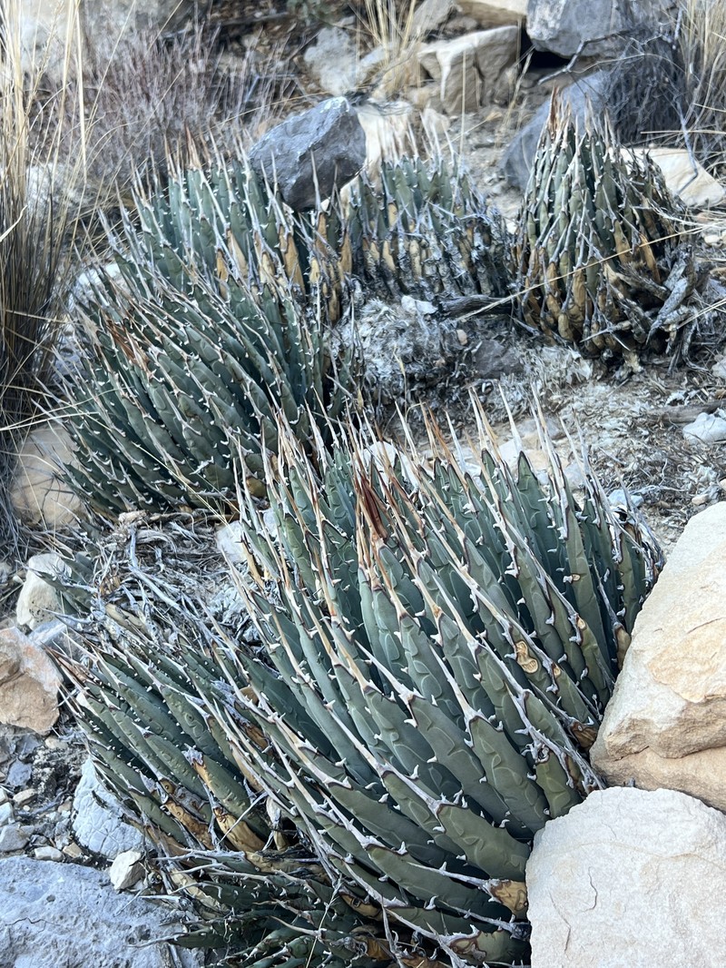 Agave utahensis var. nevadensis photo 2