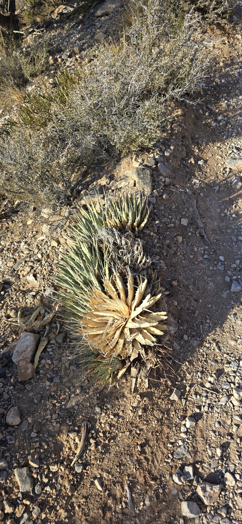 Agave utahensis var. nevadensis photo 3