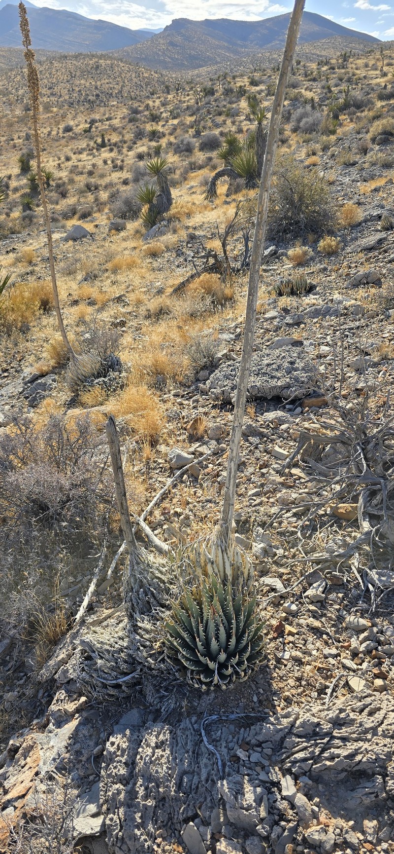 Agave utahensis var. nevadensis photo 4