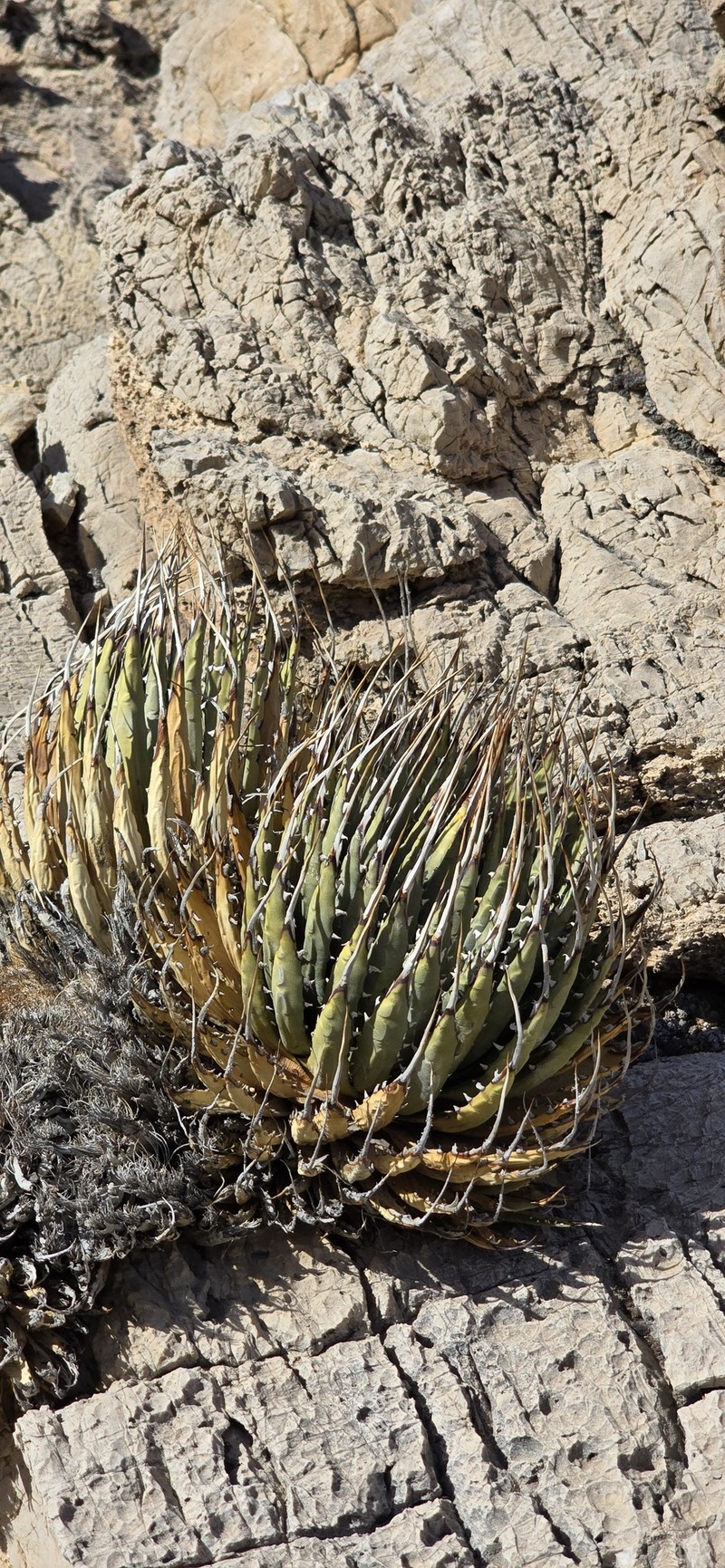 Agave utahensis var. nevadensis photo 5
