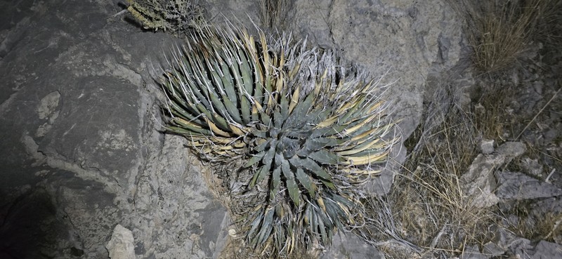 Agave utahensis var. nevadensis photo 6