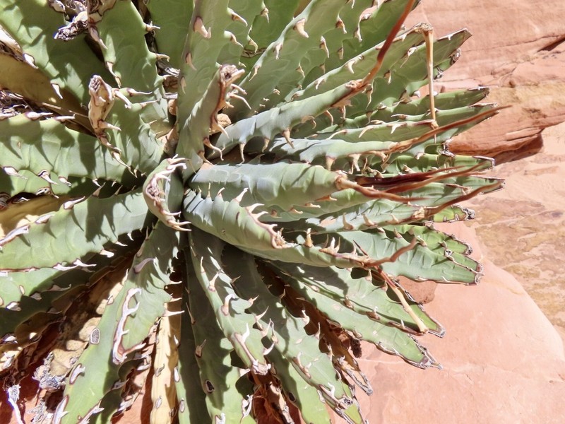 Agave utahensis var. nevadensis photo 7