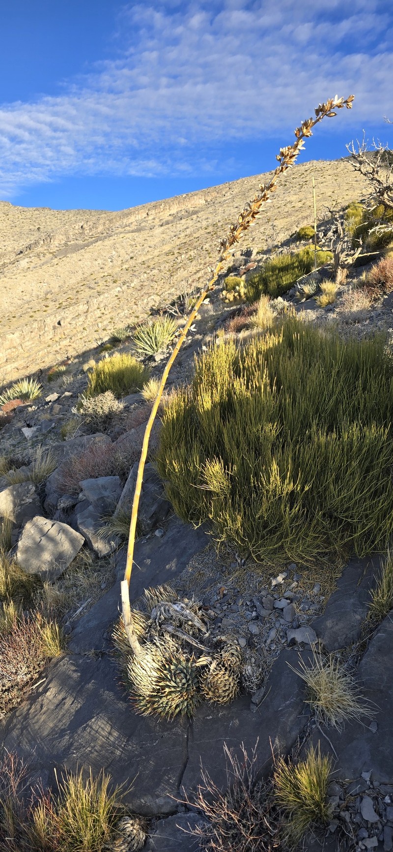 Agave utahensis var. nevadensis photo 8