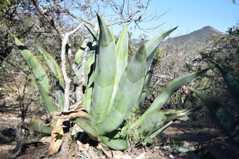 Agave valenciana
