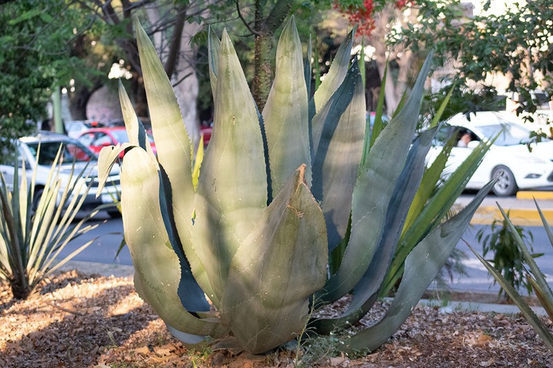 Agave valenciana photo 2