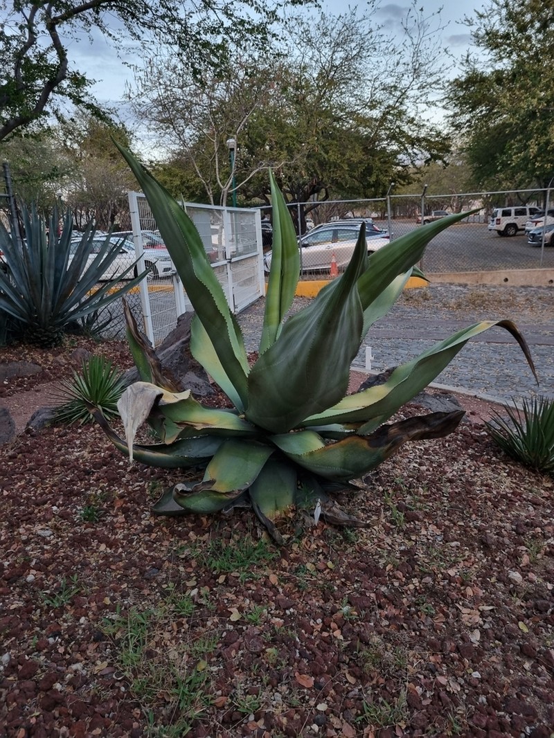 Agave valenciana photo 3