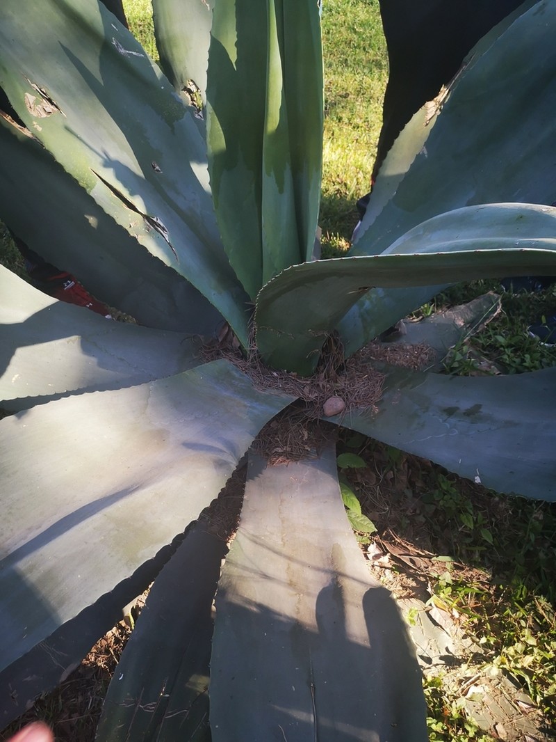 Agave valenciana photo 4