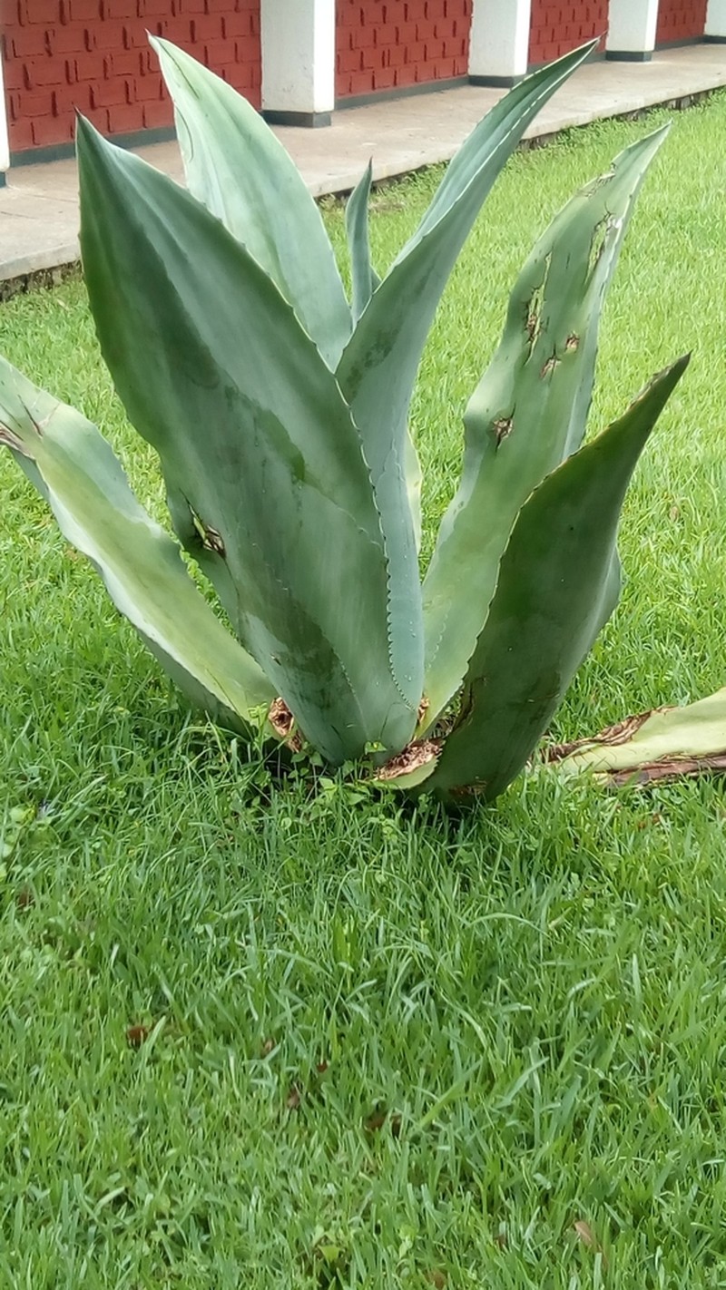 Agave valenciana photo 5
