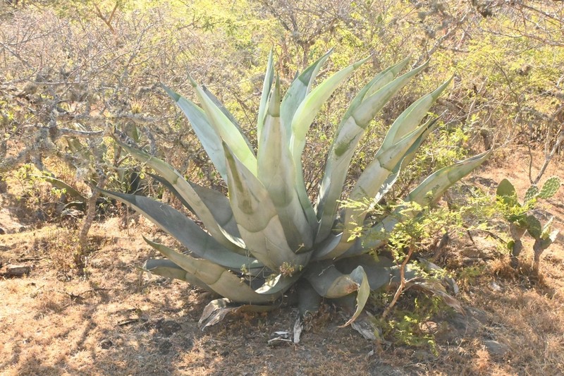 Agave valenciana photo 6