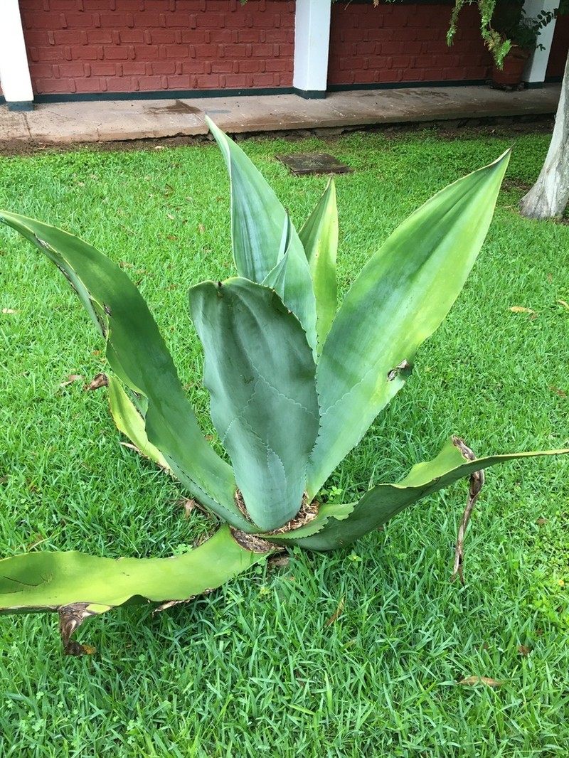 Agave valenciana photo 7