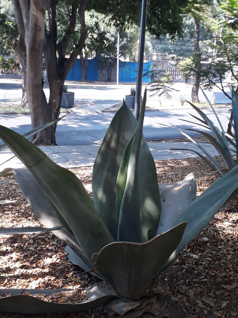 Agave valenciana photo 8