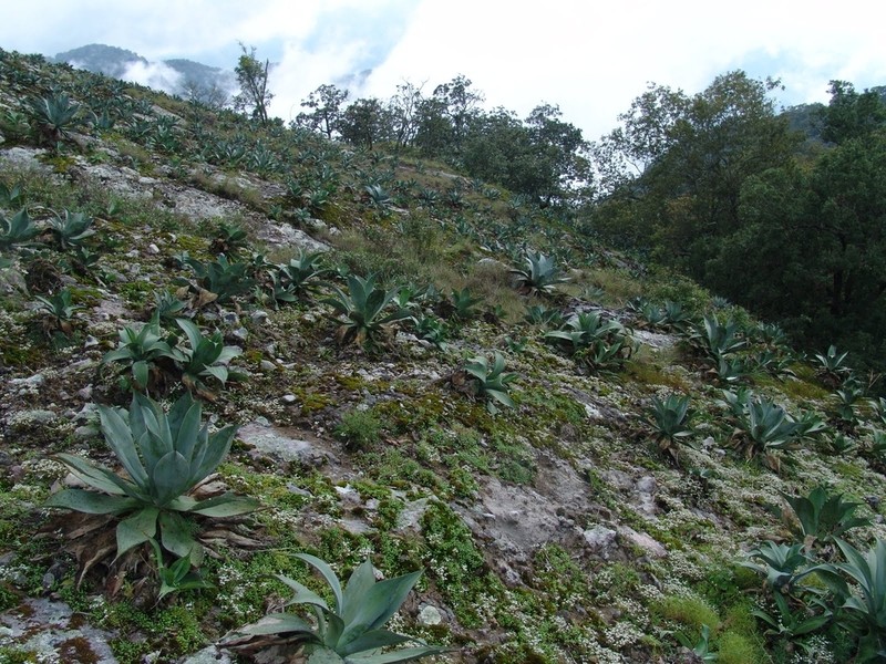 Agave vazquezgarciae