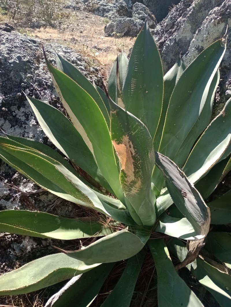 Agave vazquezgarciae photo 2