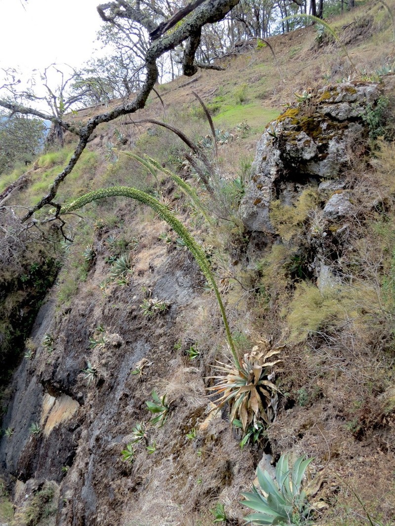 Agave vazquezgarciae photo 3