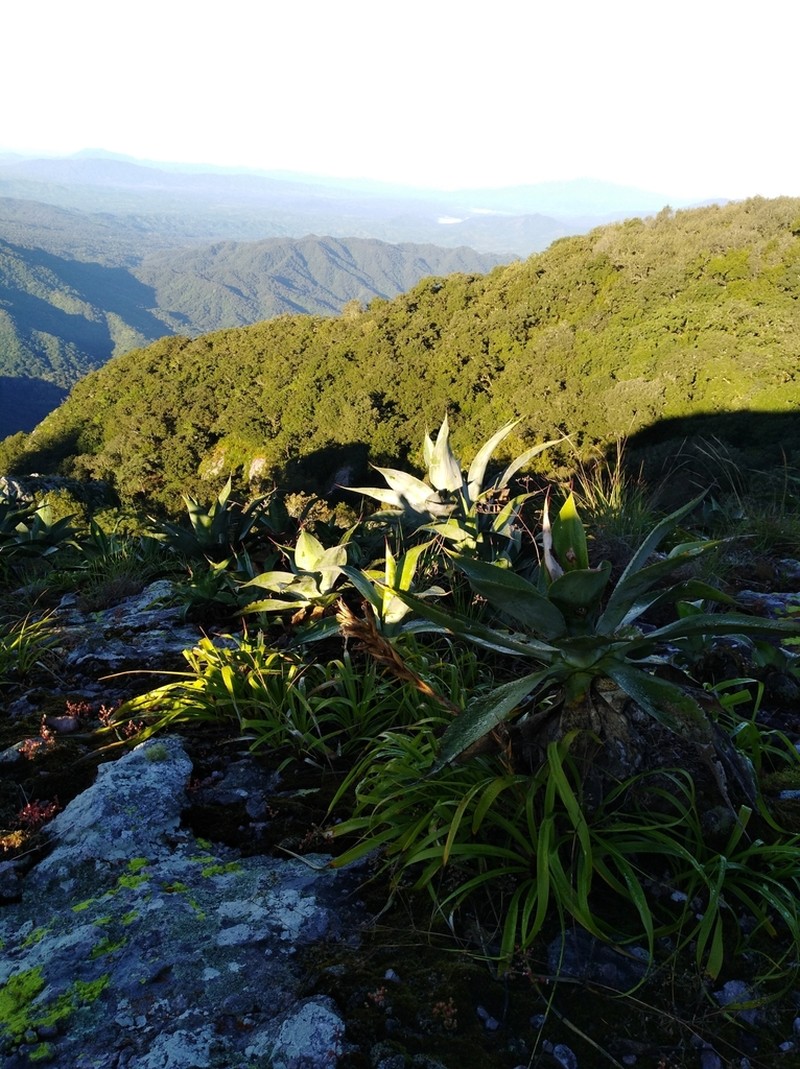 Agave vazquezgarciae photo 4