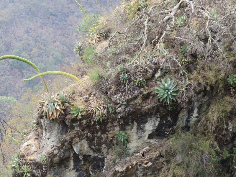 Agave vazquezgarciae photo 5