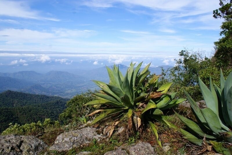 Agave vazquezgarciae photo 6