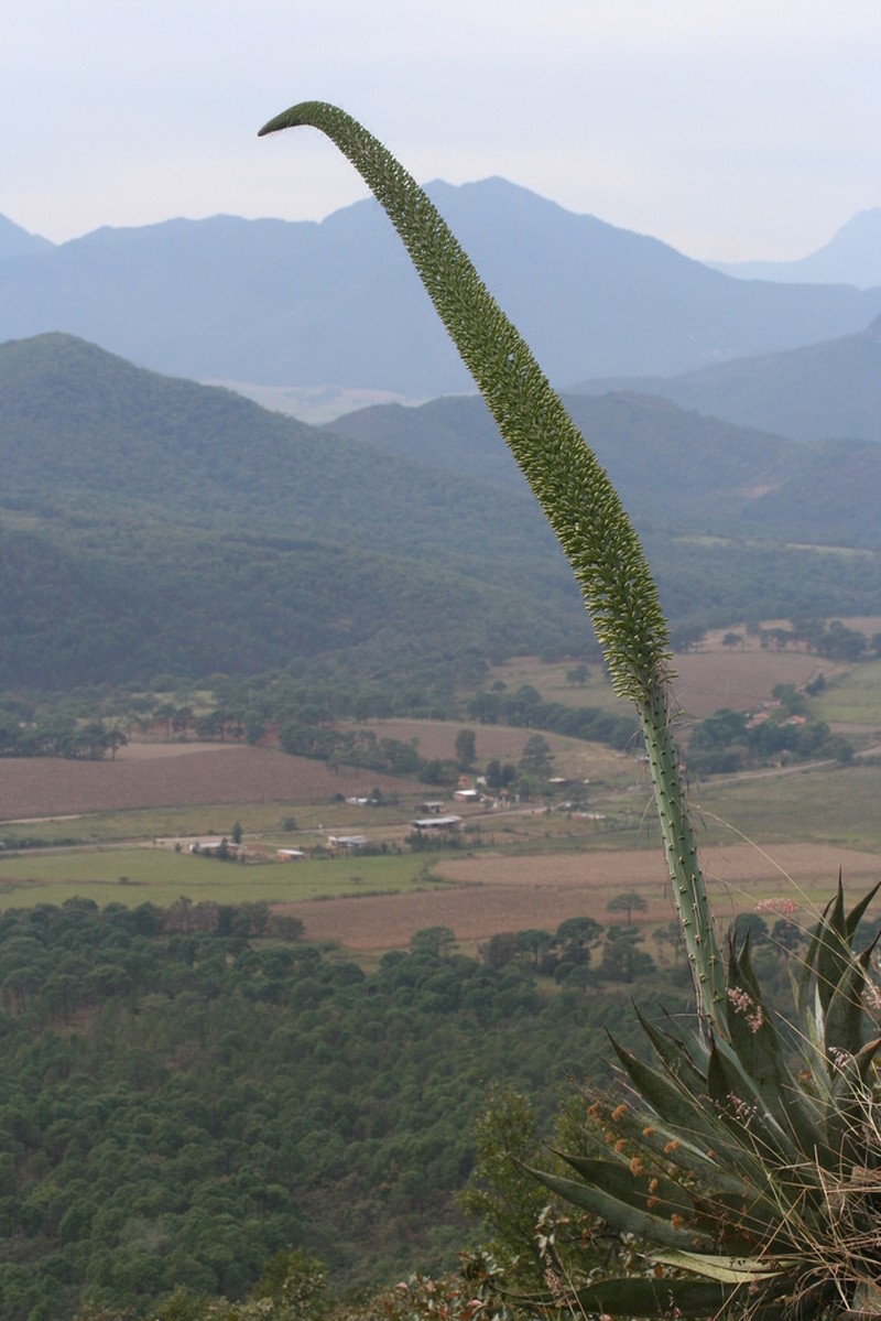 Agave vazquezgarciae photo 7