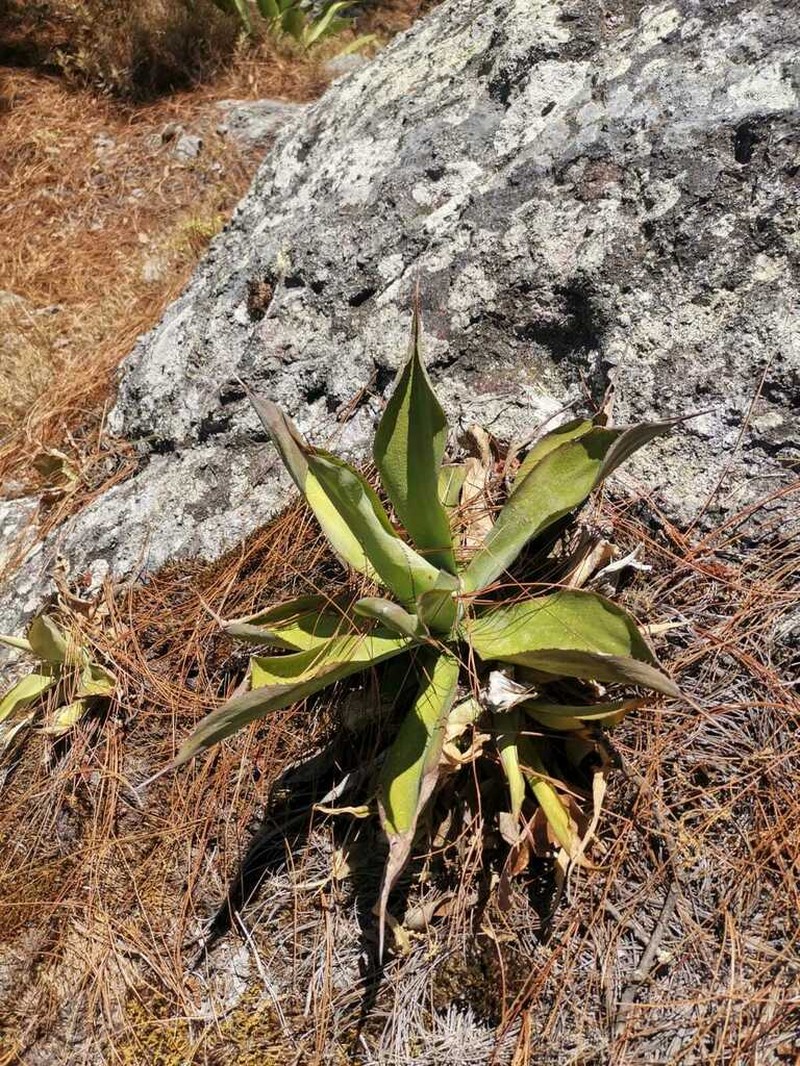 Agave vazquezgarciae photo 8