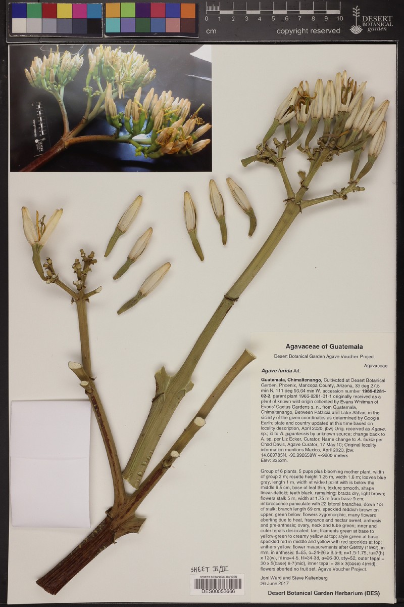 Agave vera-cruz photo 3