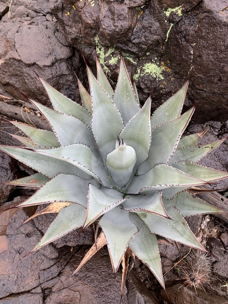 Agave verdensis