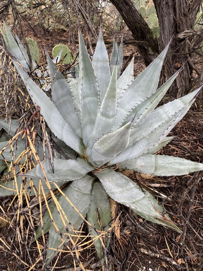 Agave verdensis photo 2
