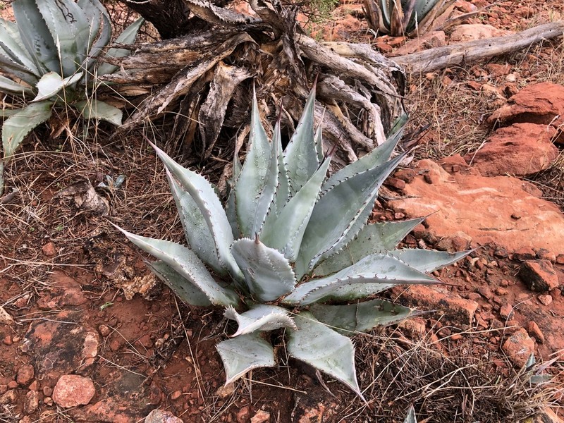 Agave verdensis photo 3