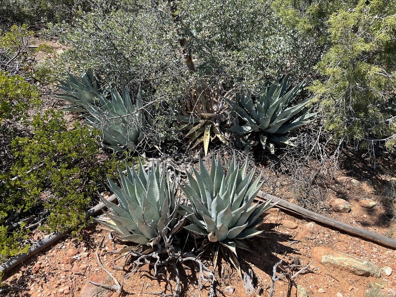 Agave verdensis photo 4