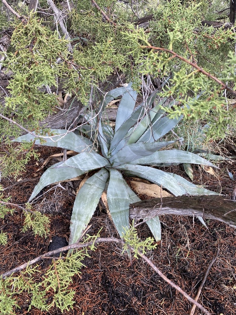 Agave verdensis photo 5