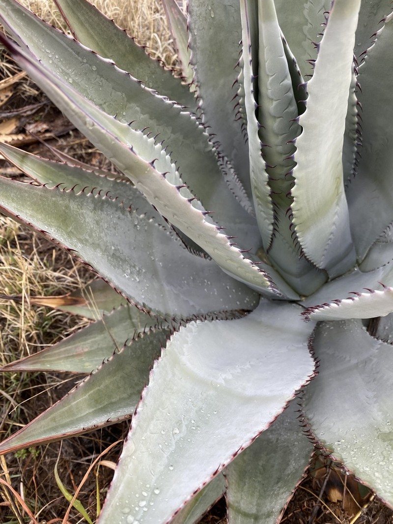 Agave verdensis photo 6
