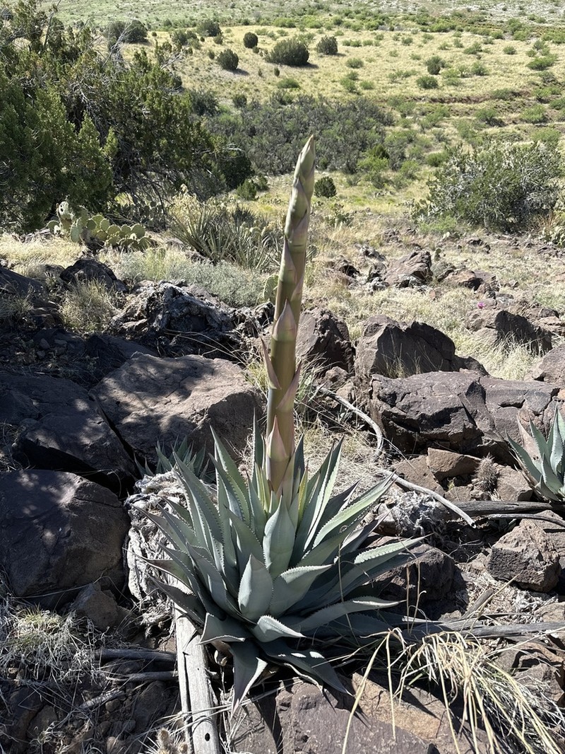 Agave verdensis photo 7