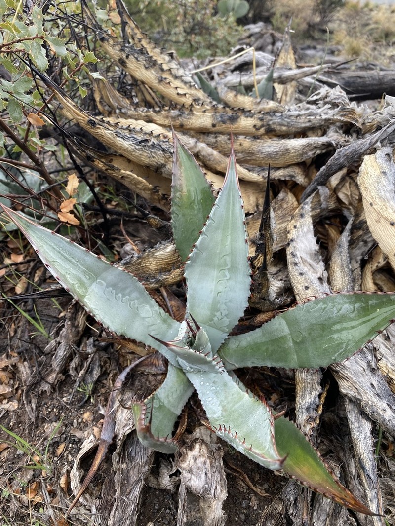 Agave verdensis photo 8
