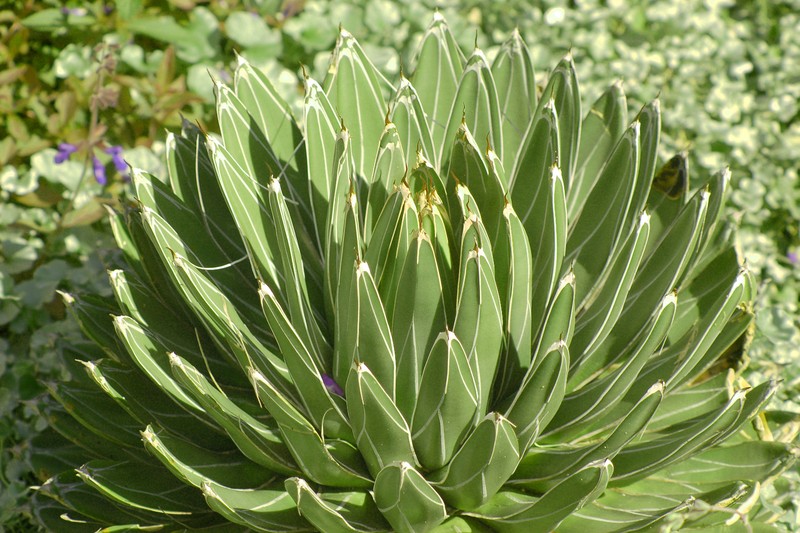 Agave victoriae-reginae photo 2