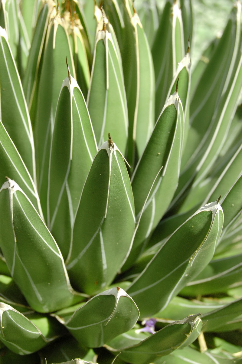 Agave victoriae-reginae photo 3