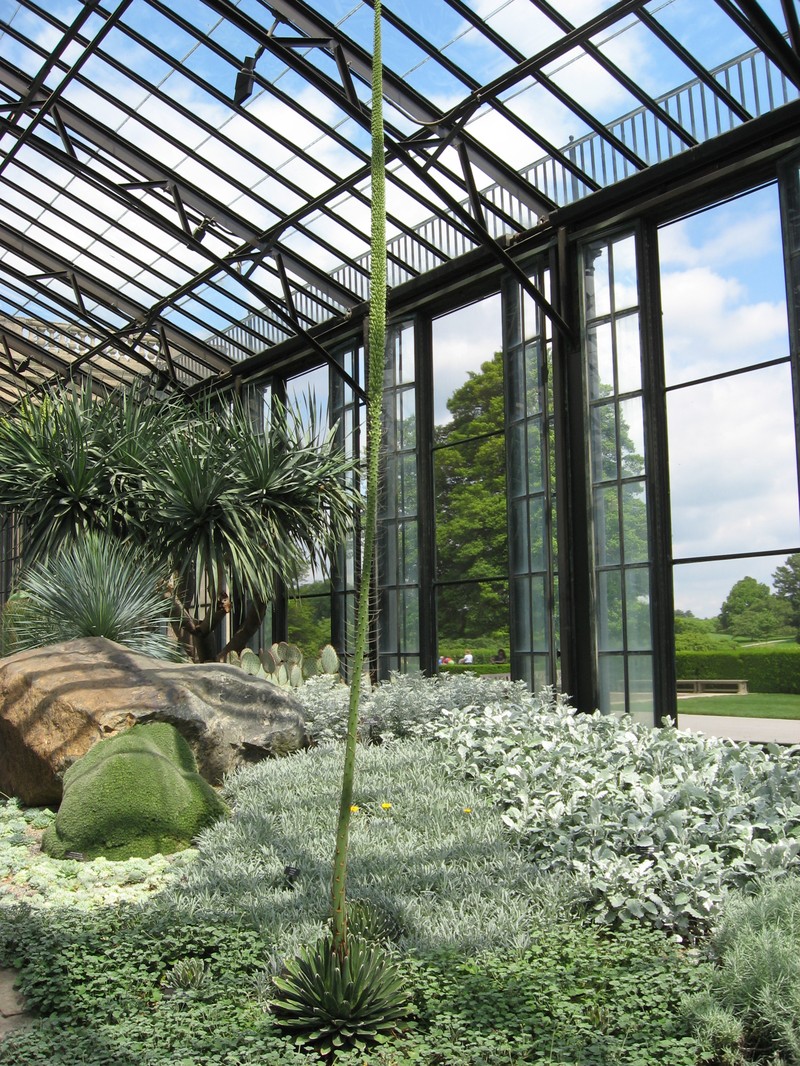Agave victoriae-reginae photo 4