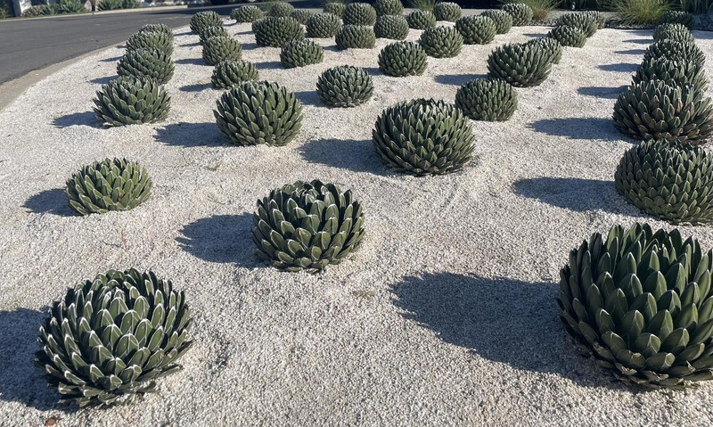 Agave victoriae-reginae photo 5