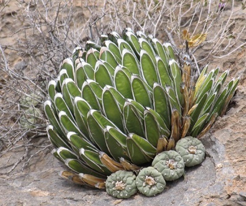 Agave victoriae-reginae photo 6