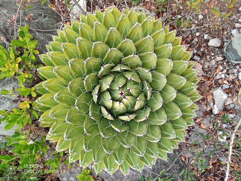 Agave victoriae-reginae photo 7