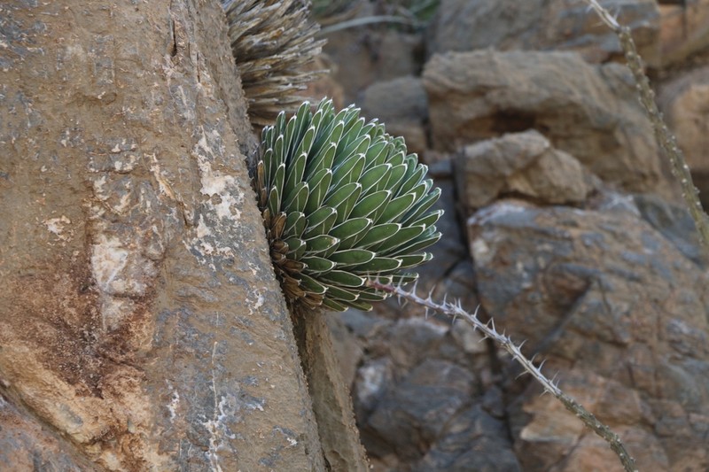 Agave victoriae-reginae photo 8