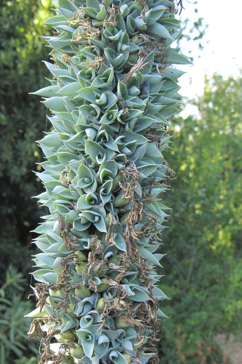 Agave vilmoriniana photo 2