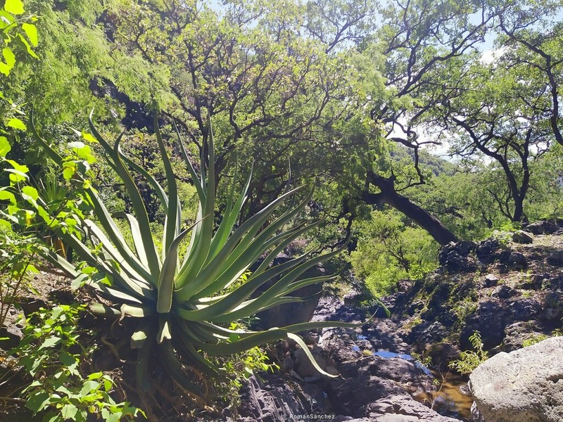 Agave vilmoriniana photo 3