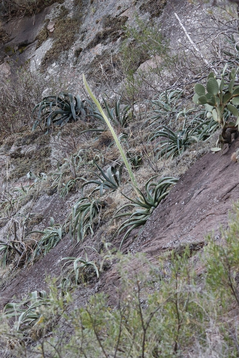 Agave vilmoriniana photo 4