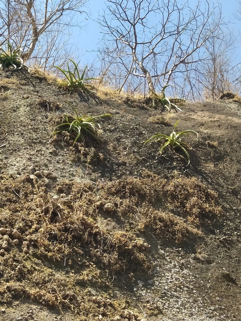 Agave vilmoriniana photo 5