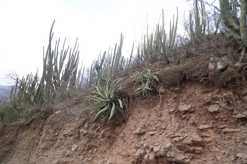 Agave vilmoriniana photo 7
