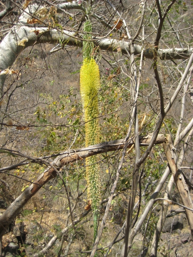 Agave vilmoriniana photo 8