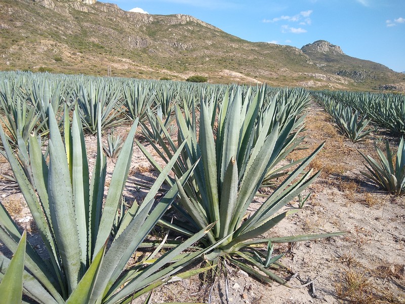 Cantala