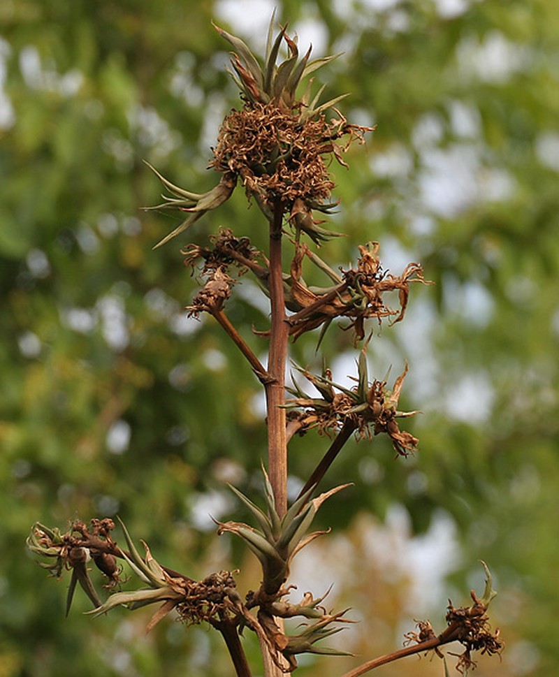 Cantala photo 4