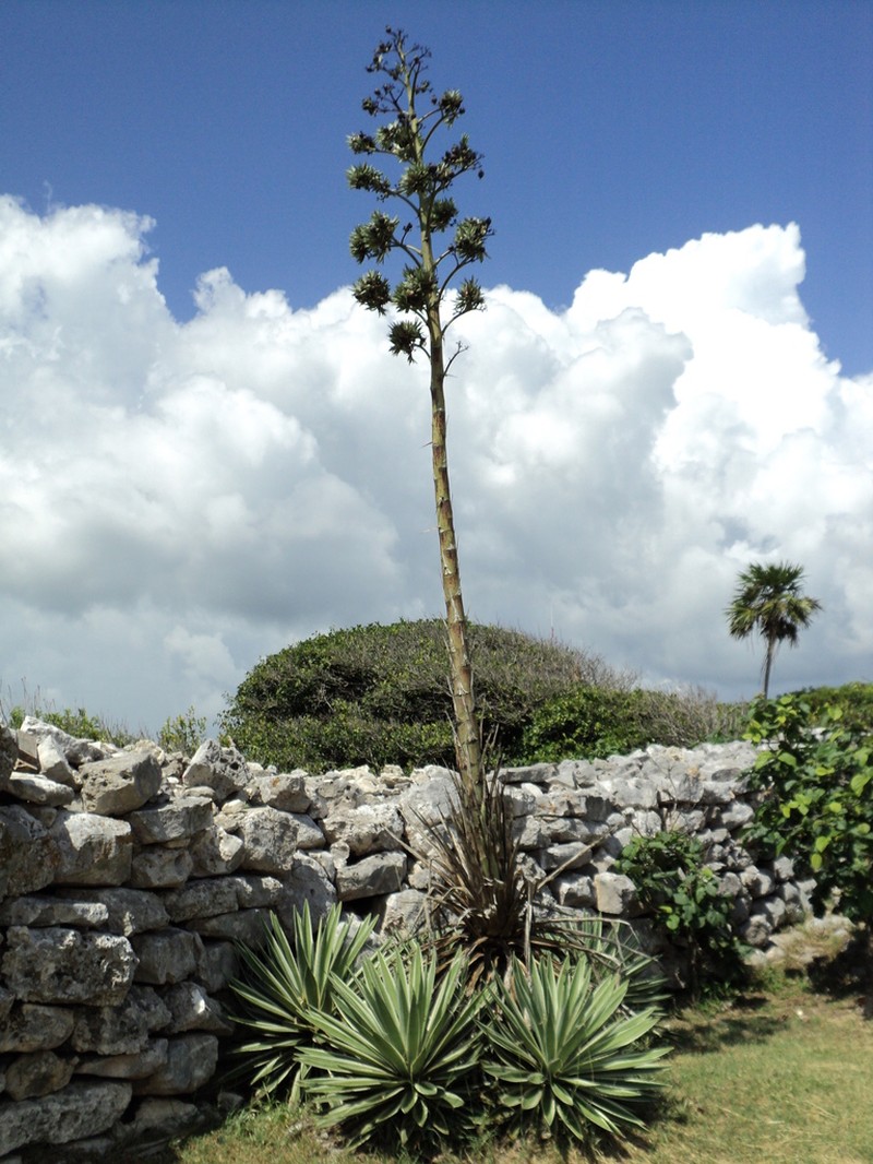 Cantala photo 7